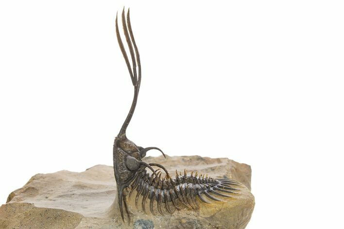 Trident Walliserops Trilobite - Exceptional Preparation #320855
